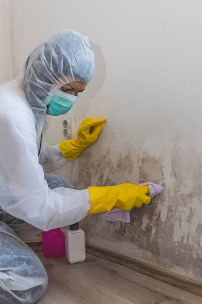 Best Mold Removal for HVAC Installations  in Gonzalez, FL